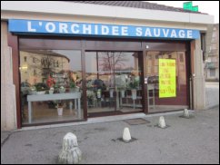  Orchidée Sauvage