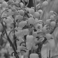 2012 mai muguet 07