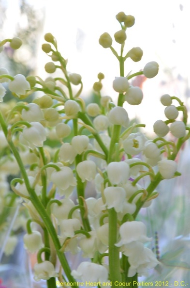 2012_mai_muguet_08.JPG