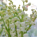 2012 mai muguet 08