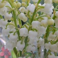 2012 mai muguet 10