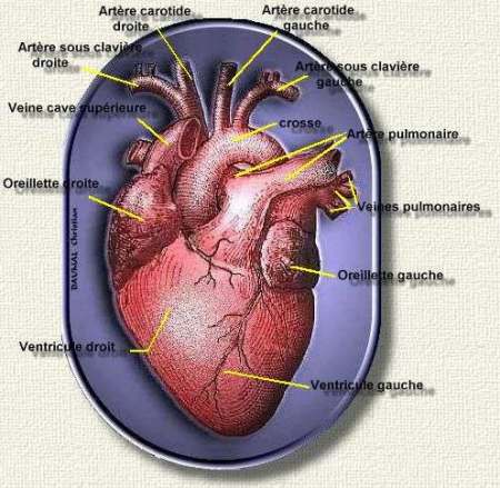 Graphisme du coeur by Chrisgraph