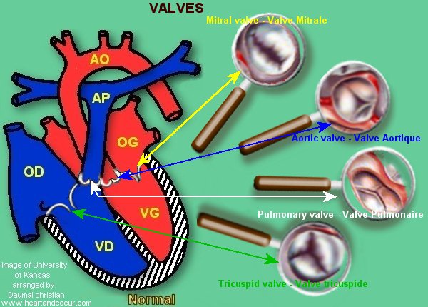 VALVES - Heart Valves - Valves du Coeur