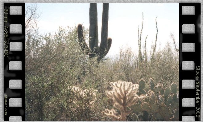 Cactus en arizona