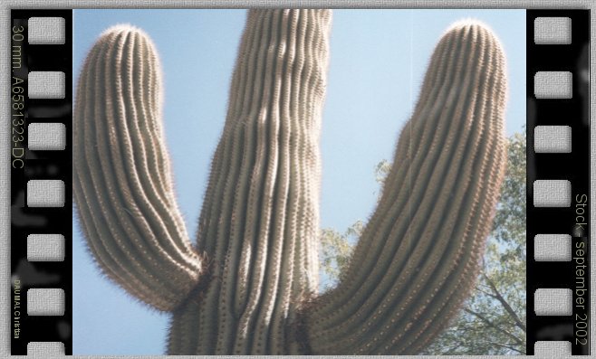 saguaro cactis - cactus saguaro