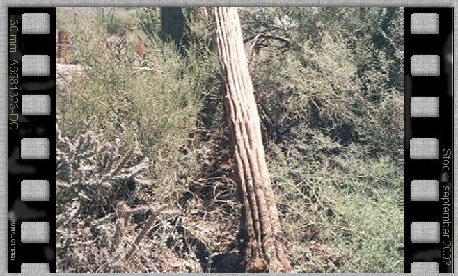 Squellette de bois ou les restes d'un cactus