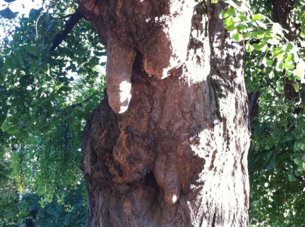 2011 juillet parc monceau sandrine family 29