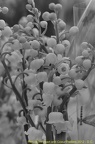 2012 mai muguet 07
