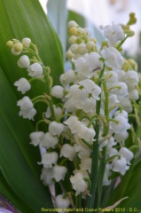 2012 mai muguet 09