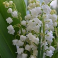 2012 mai muguet 09