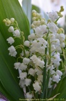 2012 mai muguet 09