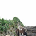 2015 mai rencontre chauvigny 0027