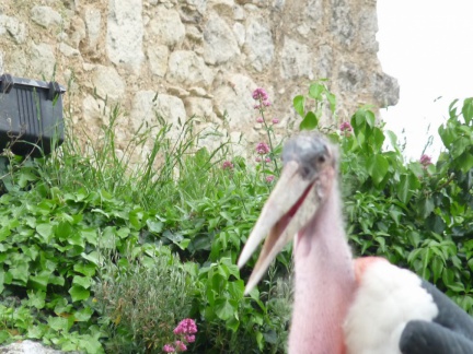 2015 mai rencontre chauvigny 0055