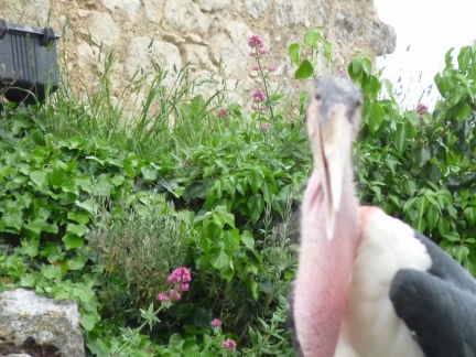 2015 mai rencontre chauvigny 0056