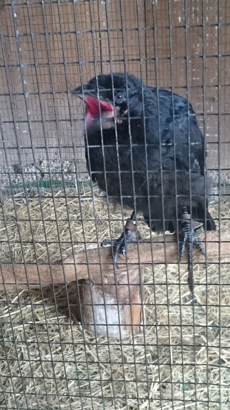 2015_mai_rencontre_chauvigny_v_22.JPG