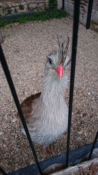 2015_mai_rencontre_chauvigny_v_38.JPG