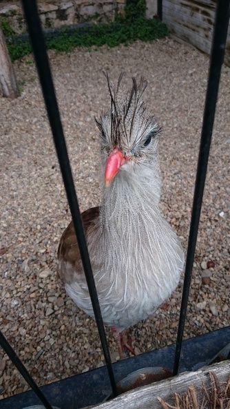 2015_mai_rencontre_chauvigny_v_39.JPG