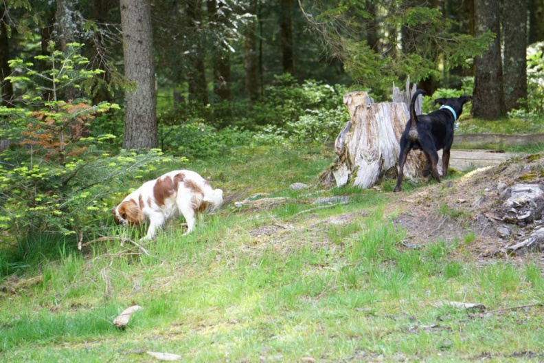 2019_05_30_rencontre_balades_40.JPG