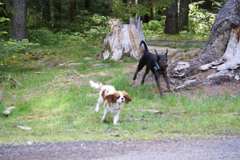 2019_05_30_rencontre_balades_41.JPG
